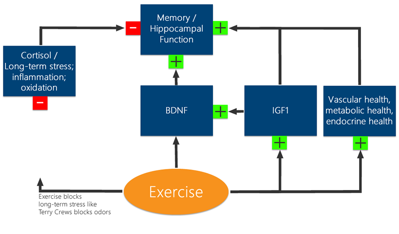 Exercise enhances memory by ameliorating the effects of stress, raising BDNF and IGF1 and contributing to generally favorable vascular and metabolic environments